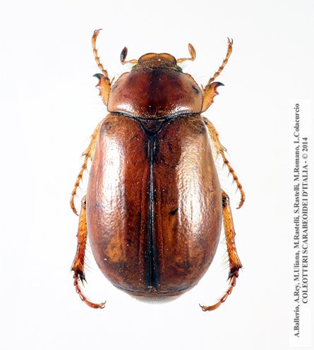 Aesalus scarabaeoides scarabaeoides, maschio